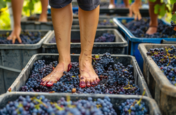 Grape Stomp 2025