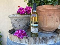 '19 Sauvignon Blanc