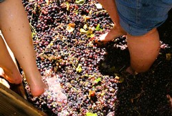 Grape Stomp 2025